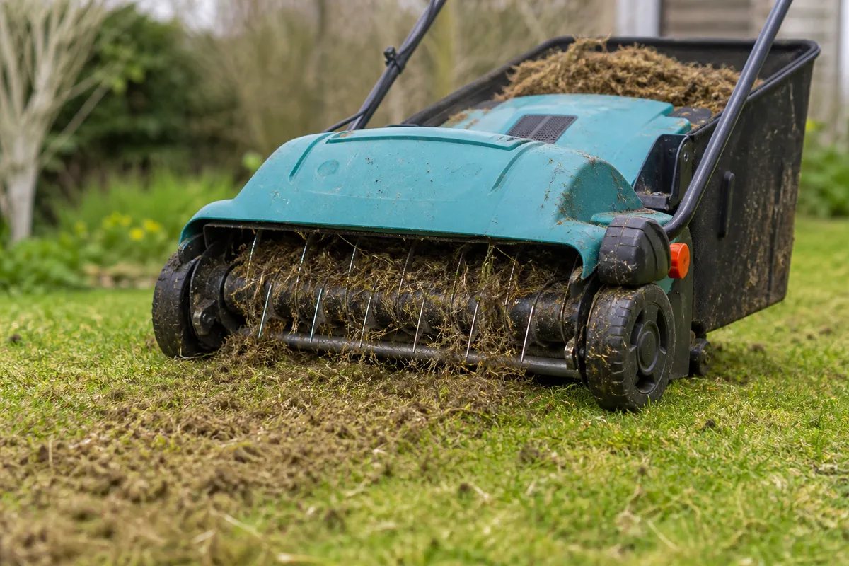 Passage du scarificateur retirant la mousse d’une pelouse au printemps